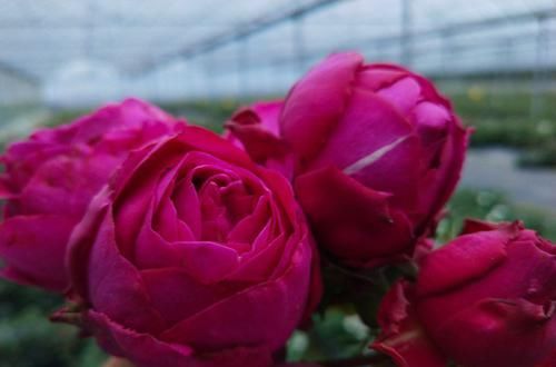  南北|最受欢迎的3种花，花大色艳，花期跨三季，种植容易，南北都能养