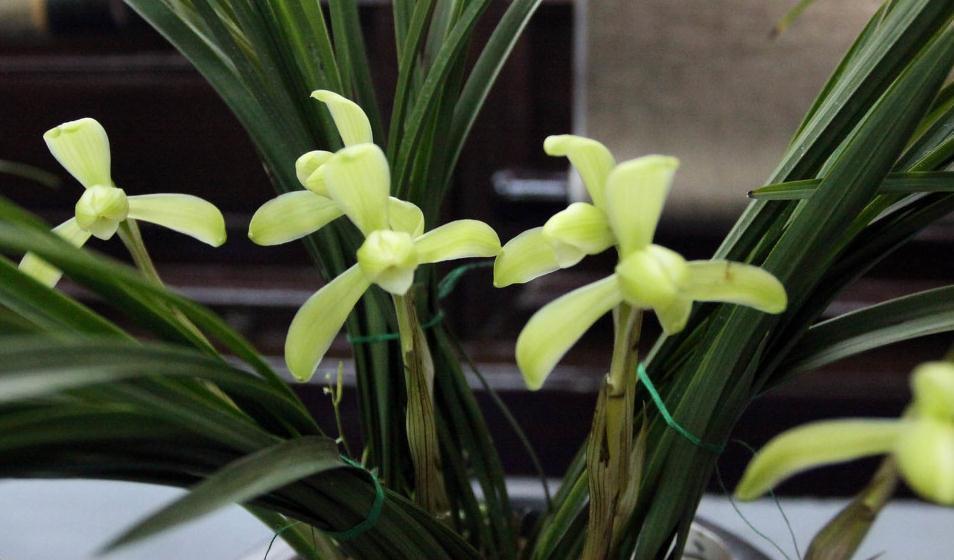 兰花要养的好，根系又多又壮，得用这些小方法，其实也很简单