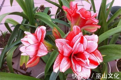 花园|喜欢养花爆盆，就养盆它吧，一盆开花50朵，阳台轻松变花园