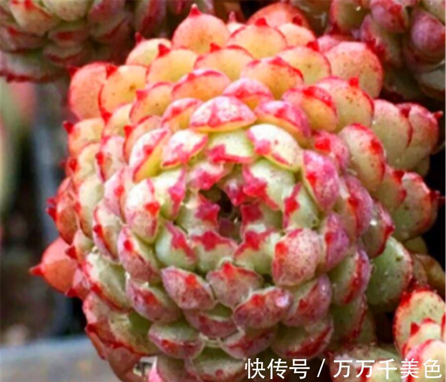 红衣|多肉小红衣夏季黑腐如何预防？做好4个点，鲜红明亮饱满健康