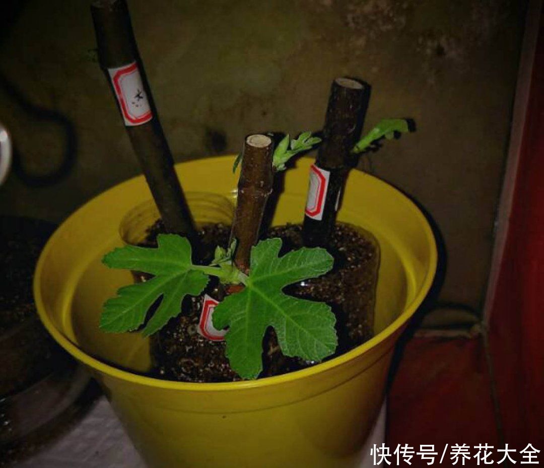 沙土|立秋后，7种花要扦插，满盆开花结果子