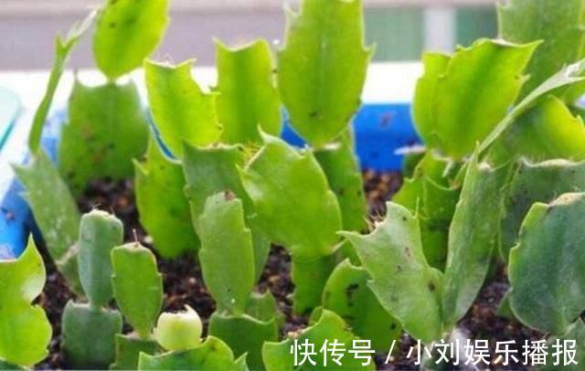 入秋扦插“6种花”，7天就生大白根，告别“黑腐烂”呼呼窜大个