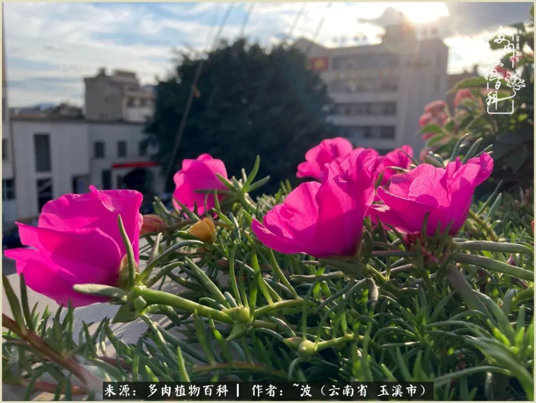 多肉|遇见即美,花事未荼蘼!种一桌子多肉,看花开花落!