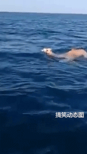 |【搞笑动态图】尴尬而不失礼貌