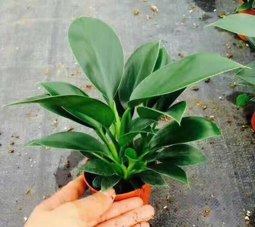 1种“耐阴”花卉，叶形别致、株形优美，四季可赏，好看又好养