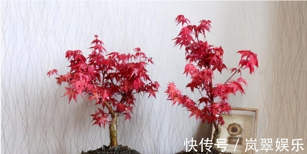 梅花|苏派盆景极具名气,这6种盆景做法精妙、极具自然之感,价值高