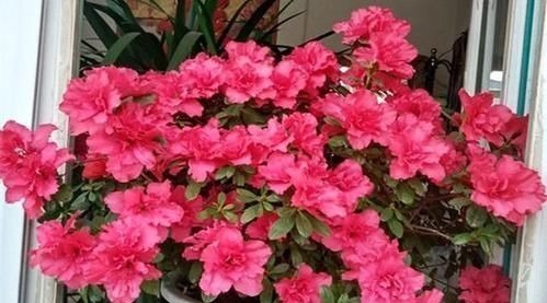 花盆里垫点这东西，营养土都不用买，养花全年不烂根