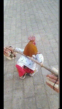 |搞笑GIF:回回考满分,以后怎么超越自己?