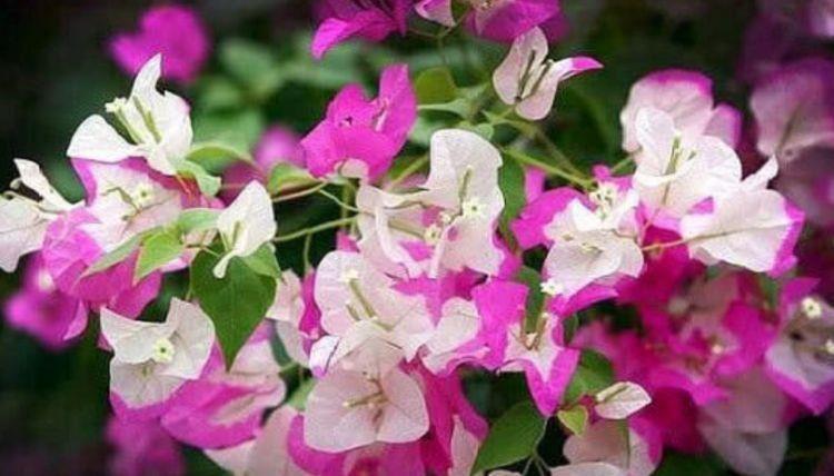 几款花卉养在家里,挤满整个阳台,冬天一样开得很美