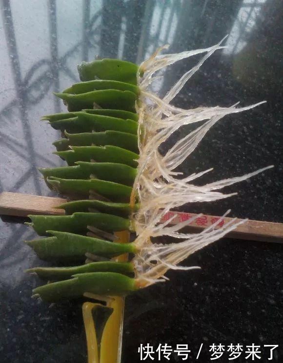 方法|一把梳子,扦插蟹爪兰,齐刷刷一排“白胡须”,插活几十棵