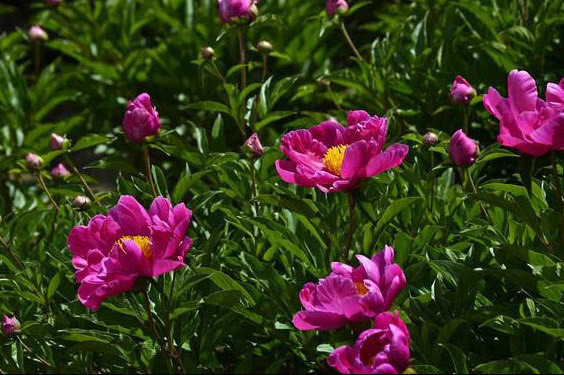 人生苦短$自认才华在柳永之上,这首词果然轻狂年过五十,别再烦恼