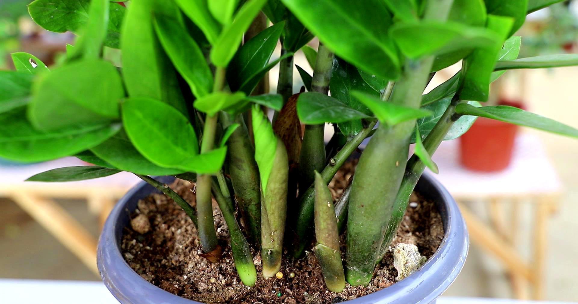 10大吉祥花，客厅有空地一定要养一盆，高档又好养，旺财又旺家