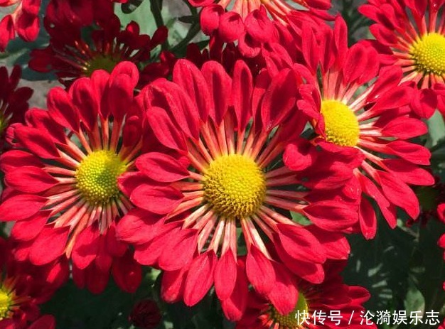 富贵|家养“花王”,比牡丹好养,比菊花富贵,一开150天,花语真爱