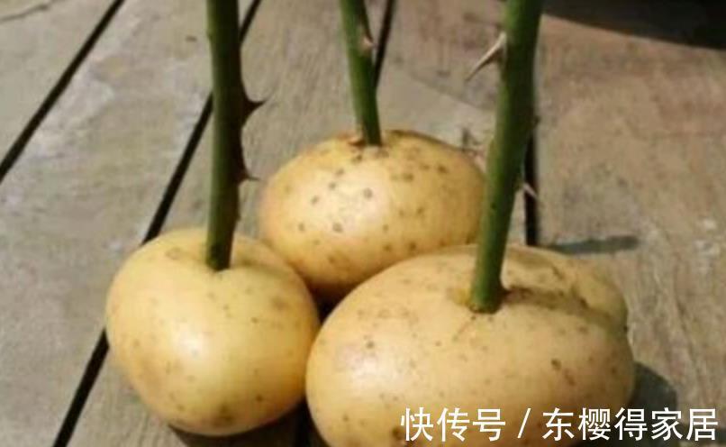 土豆|全部都是谣传，这些谎言策划精良，盘点养花坑爹那点事