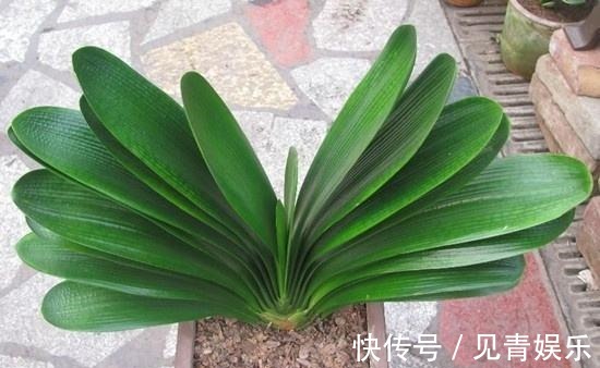 君子兰长得好，“养根”就行，看着肉质根呼呼长，枝头挂红花！