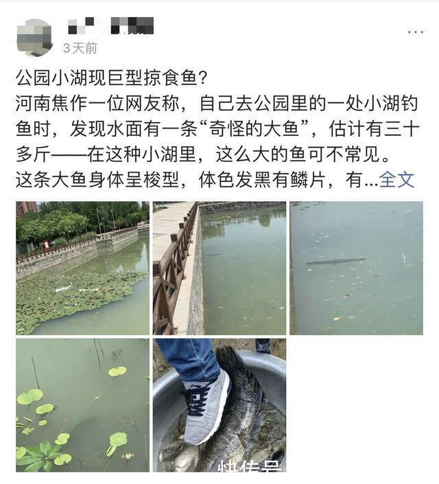 掠食者|佛山钓鱼人，河里钓获半米长尖嘴鱼，这鱼已成广东江河大害