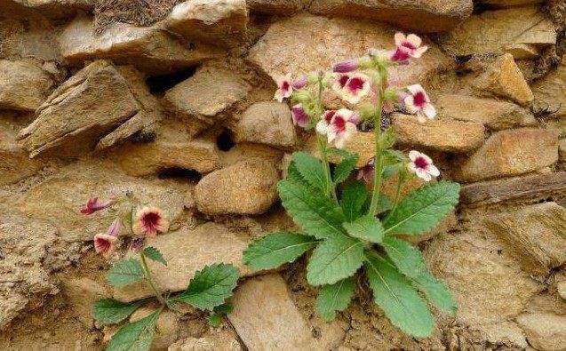农村地里常见的这种野草，竟能对抗糖尿病、高血压！