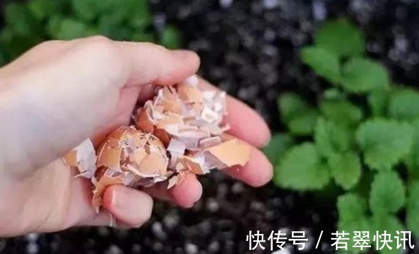 花盆中撒一把,不管多焉多难养的花,不烂根不黄叶,花开爆盆