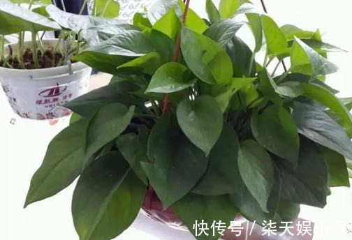 4种花爱“吃土”，1年不换盆，盆里全是根不见土，换盆才能长好