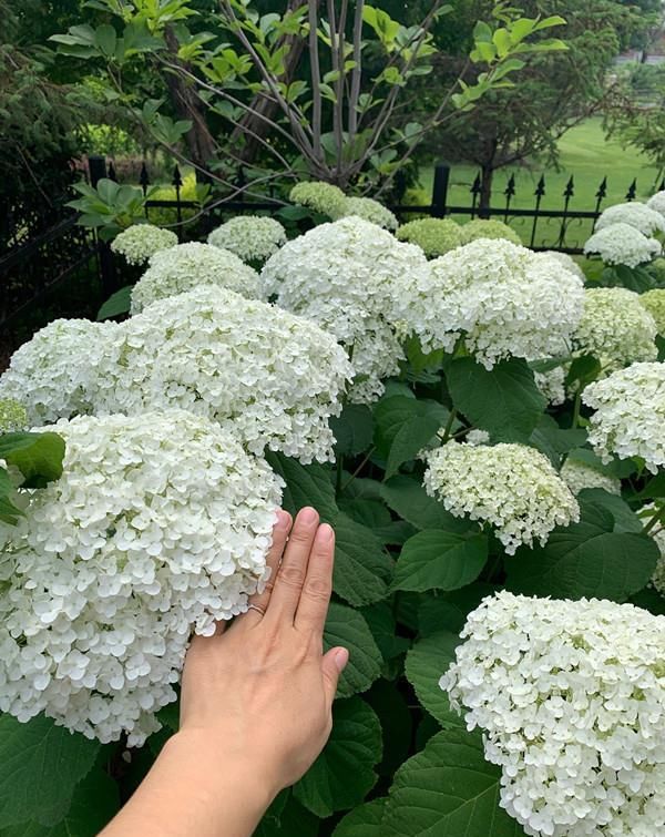 耐寒|花型巨大，酷似火炬的绣球花，一年变小树，越冷越美艳