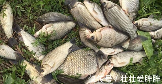 白露|入冬之前野钓大鲫鱼,我从来不用蚯蚓和红虫,这些素饵才是首选!