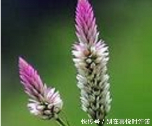 野草|农村经常见到的这种野草,却有大功效,遇见了一定要手下留情