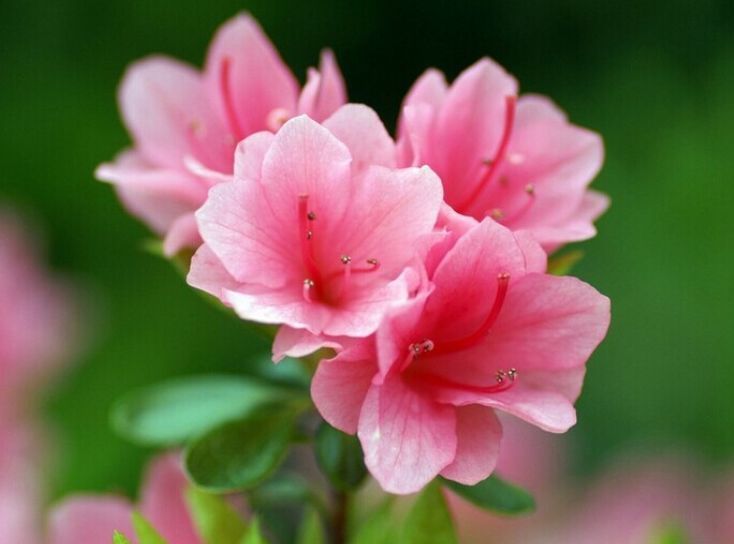 几种花好养易活,旺财又养人,开花多又漂亮,轻松爆成花海