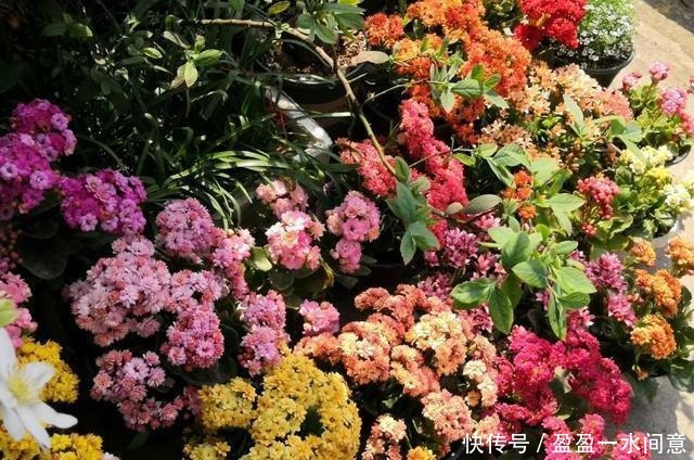 长寿花土里埋点“它”，7天蹭蹭冒白根，轻松度夏，独苗变老桩！