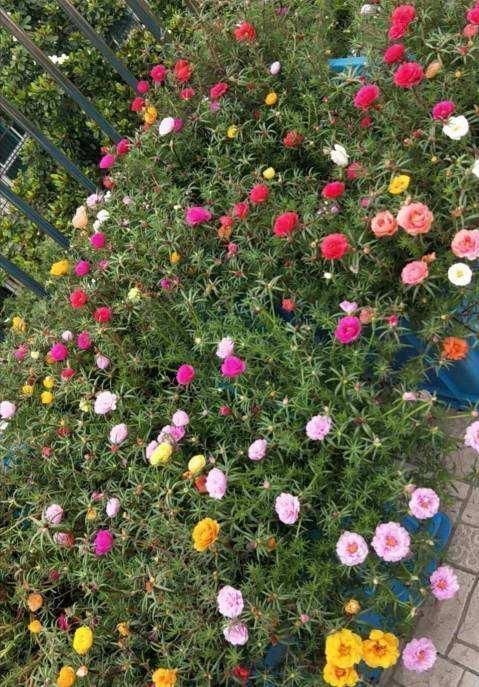 急性子的人就养这4种花,掐个枝条插土里,当年就开花