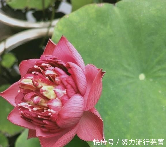 浇水|5种花就是“大水桶”,一天不浇水也不行,叶子很快就会干!