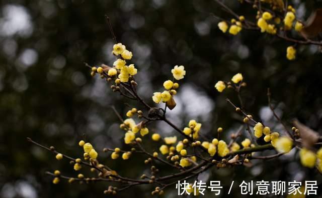 腊梅|八月以后,有几种花别随便剪,剪掉花芽不容易开花