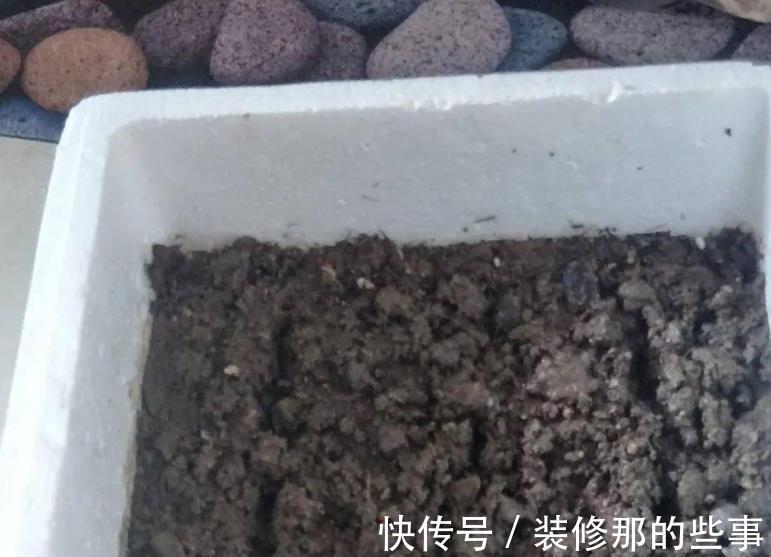 自制肥|喜欢养花,夏季就抽点空自制肥,闷2、3个月就能用了