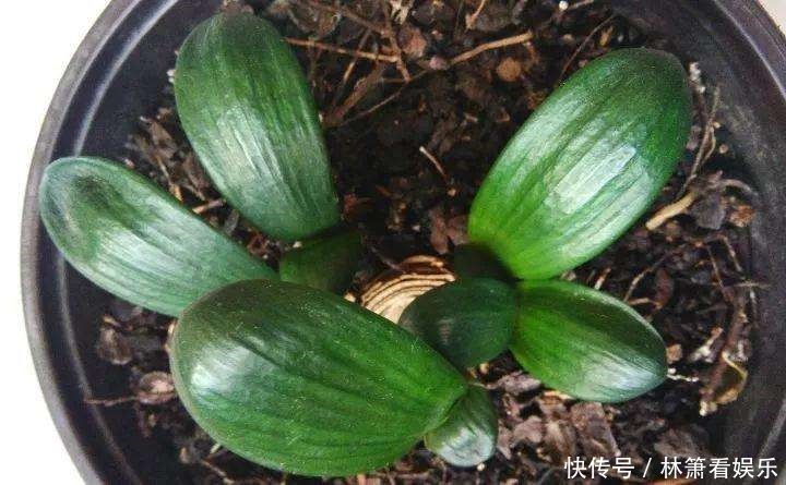 小玩意|想把君子兰养到爆崽很简单,只要加点这小玩意,小崽噗噗往外冒
