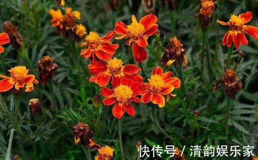 金鸡菊属|养菊还不如养一盆“孔雀菊”,花色丰富艳丽,花期长,适合盆栽养
