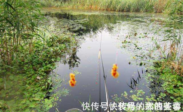 饵料|钓鱼中的“独家秘方”,只有民间野钓高手才懂,上鱼多是有原因的
