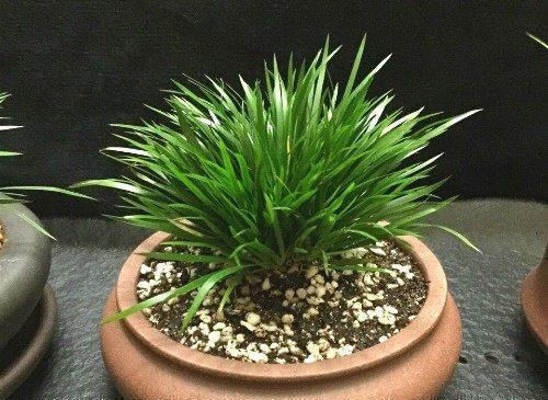 茶室|此盆栽好看,清香致雅,天然的盆景,易养护,是室内茶室摆放佳品