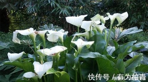 夹竹桃|4种有毒花,碰了麻烦大,再喜欢也别养,扔都不来及