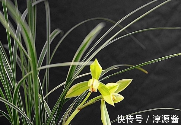 养兰|兰花空根难养活，养兰注意3个方面，兰花空根及时发现，养护更轻松