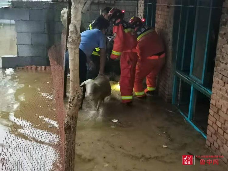 救助|桓台县公安局田庄派出所冒雨救助 成功转移被困羊群