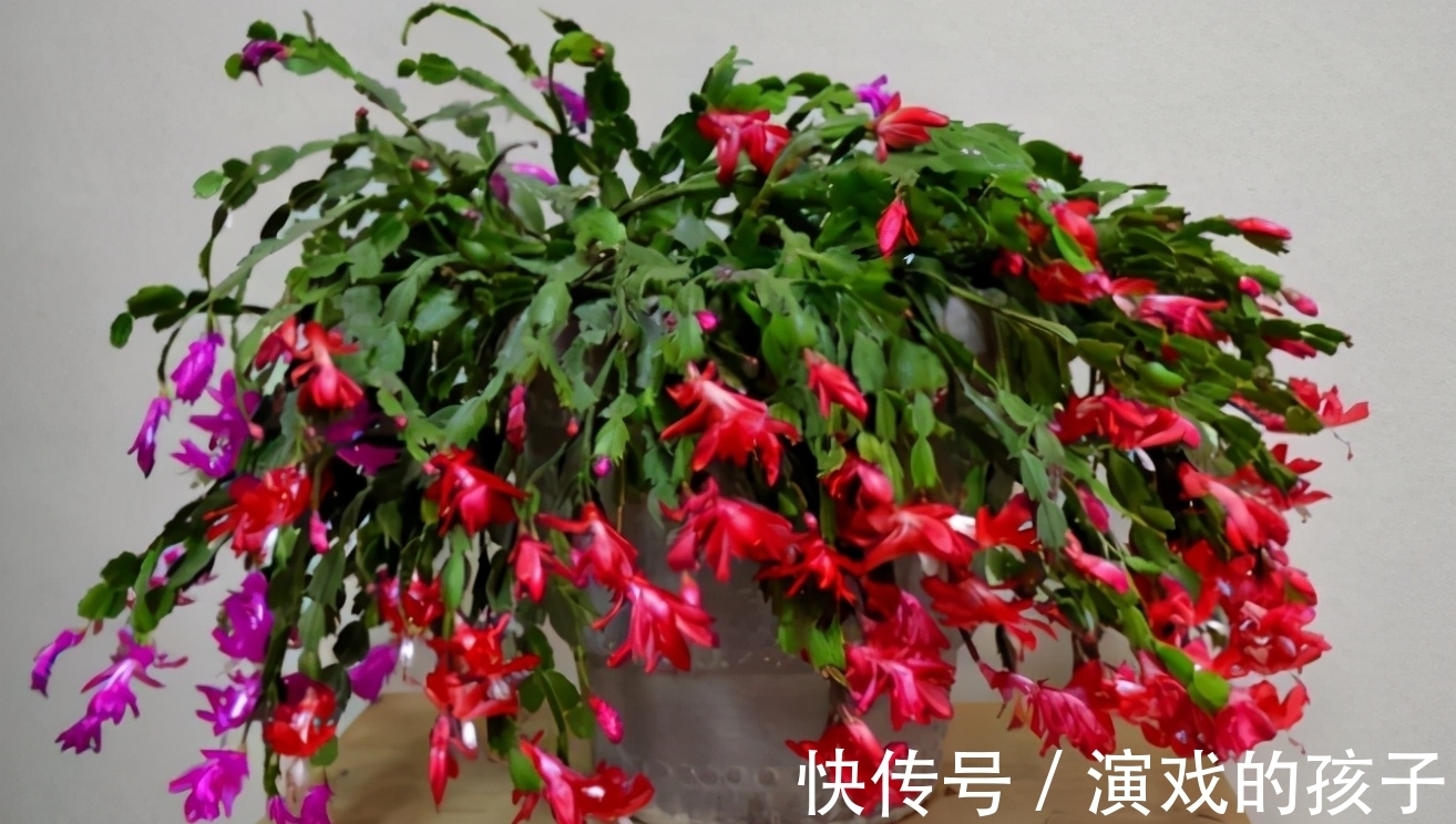 好处|油烟机废油入土前需要做哪些处理,为养花人,该早点知道