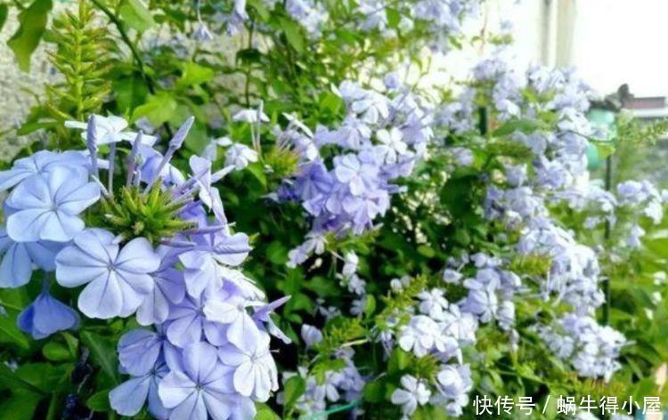 养花试试这几款，花开繁盛花香怡人，黄绿交辉，内敛美