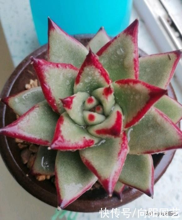 多肉|夏天的多肉怎么浇水？保持“少浇”原则，溜边浇水最安全