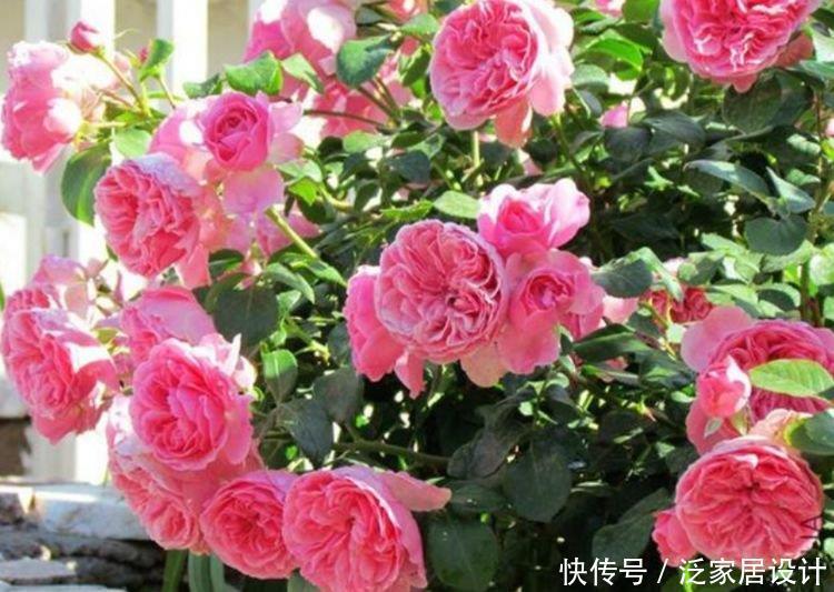 3种花特别适合养客厅,一开就是300多天,关键好养又漂亮!
