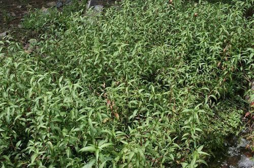 酿酒|农村水边一种野草,比辣椒还辣,常用来酿酒,用来捕甲鱼更是一绝