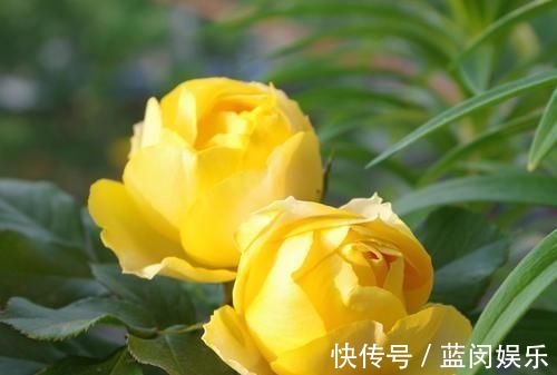 花期超长的5种月季，单朵能开一个月，阳台养一盆，长期有花赏