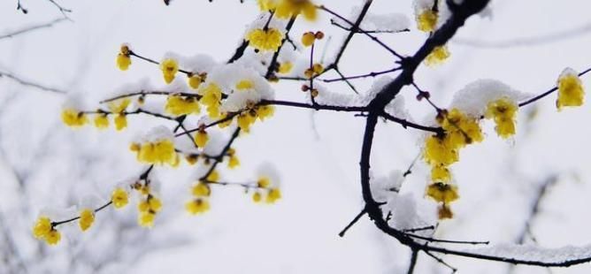 最低温度|下雪才好看的3种花，想让花开的美，别早早搬入室内