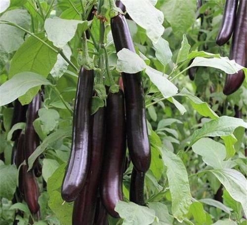 春天怕衰老，建议吃的食物，滋养血液，滋补强身，肌肤更细腻