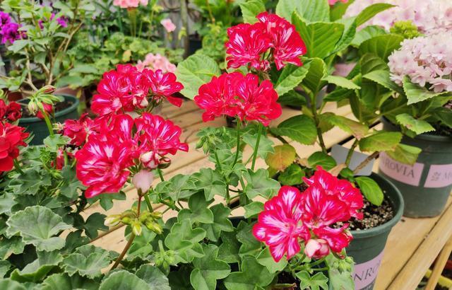 夏季|家里阳台别乱养花了,只要养好这一种,四季都能开花,还不招蚊虫