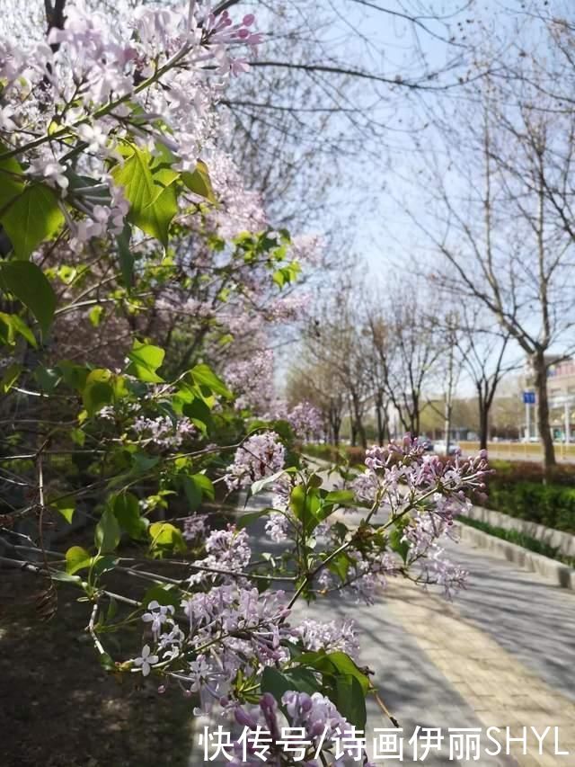 老年|塞外江南的花海世界