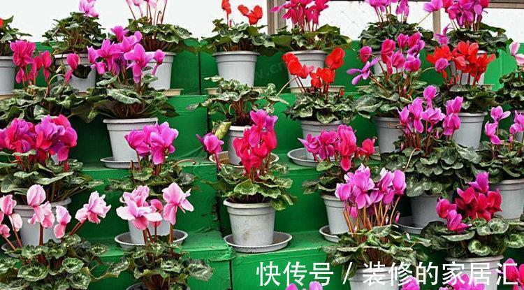 适合穷养的“5种花”,用小盆,少管一些更利于生长和开花